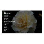 Floribunda 'French Lace' Roses Business Card