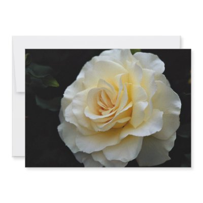 Floribunda 'French Lace' Roses Announcements by inspirelove