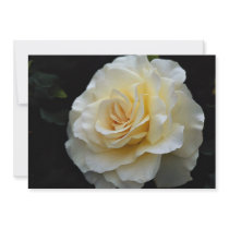 Floribunda 'French Lace' Roses Announcements
