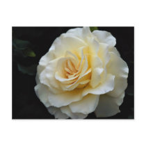 Floribunda 'French Lace' Roses Post Cards