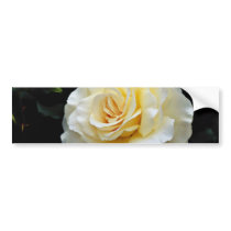 Floribunda 'French Lace' White flowers Bumper Stickers