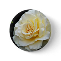 Floribunda 'French Lace' White flowers Pinback Button