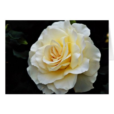 Floribunda 'French Lace' White flowers Card by blueyellowtube