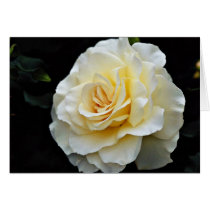 Floribunda 'French Lace' White flowers Card