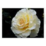 Floribunda 'French Lace' White flowers cards