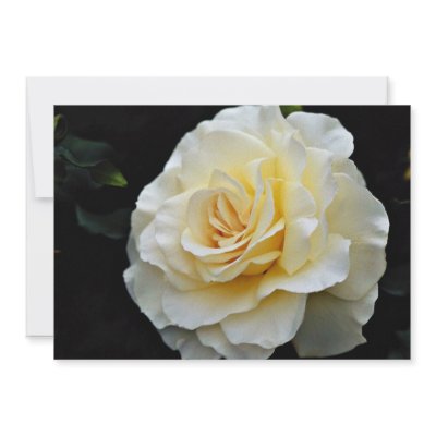 Floribunda 'French Lace' White flowers Invite by blueyellowtube
