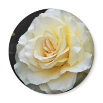 Floribunda 'French Lace' White flowers Refrigerator Magnet
