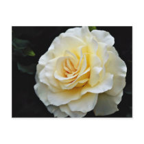 Floribunda 'French Lace' White flowers Postcard