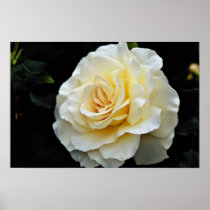 Floribunda 'French Lace' White flowers Poster