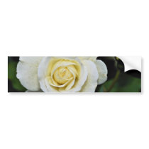 Floribunda 'Iceberg' White flowers Bumper Stickers