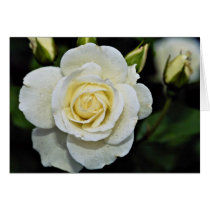 Floribunda 'Iceberg' White flowers Card