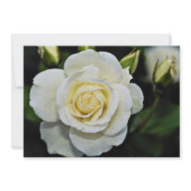 Floribunda 'Iceberg' White flowers Invitation