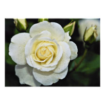 Floribunda 'Iceberg' White flowers Invitation
