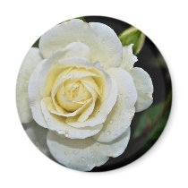 Floribunda 'Iceberg' White flowers Magnet