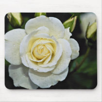 Floribunda 'Iceberg' White flowers Mouse Pads