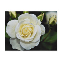 Floribunda 'Iceberg' White flowers Postcard