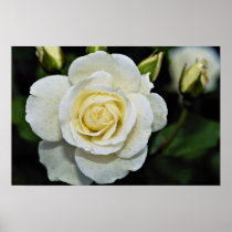 Floribunda 'Iceberg' White flowers Print