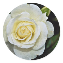 Floribunda 'Iceberg' White flowers Stickers