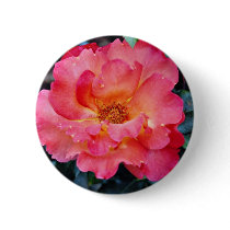 Floribunda 'Orangeade' White flowers Pins