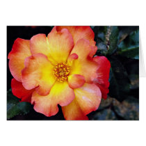 Floribunda 'Orangeade' White flowers Greeting Card