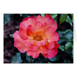 Floribunda 'Orangeade' White flowers cards