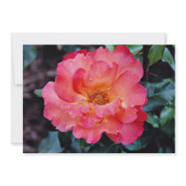 Floribunda 'Orangeade' White flowers Announcement