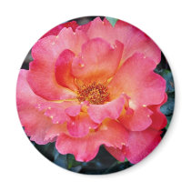 Floribunda 'Orangeade' White flowers Magnet