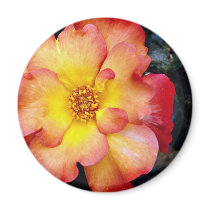 Floribunda 'Orangeade' White flowers Fridge Magnet