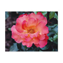 Floribunda 'Orangeade' White flowers Postcard