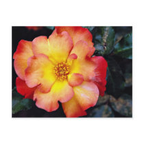 Floribunda 'Orangeade' White flowers Post Cards