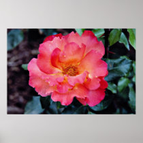 Floribunda 'Orangeade' White flowers Poster