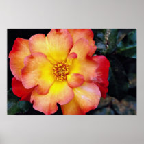 Floribunda 'Orangeade' White flowers Print