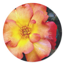 Floribunda 'Orangeade' White flowers Round Sticker