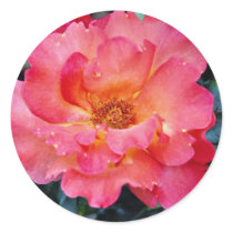 Floribunda 'Orangeade' White flowers Round Sticker