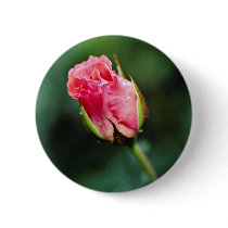 Floribunda 'Pleasure' flowers Pinback Button