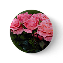 Floribunda 'Pleasure' flowers Pins