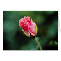 Floribunda 'Pleasure' flowers Cards