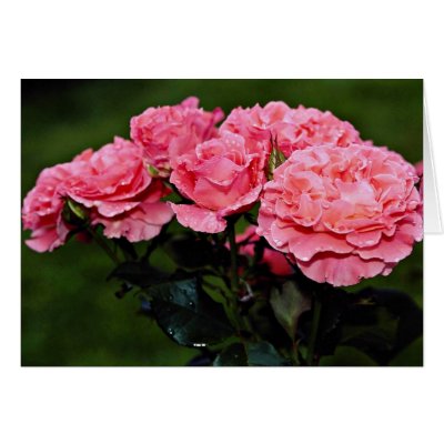 Floribunda 'Pleasure' flowers Cards by blueyellowtube