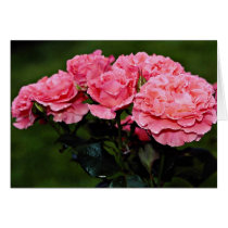 Floribunda 'Pleasure' flowers Cards