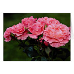 Floribunda 'Pleasure' flowers cards