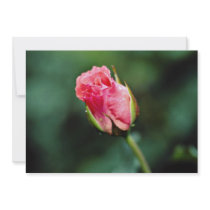 Floribunda 'Pleasure' flowers Custom Announcements