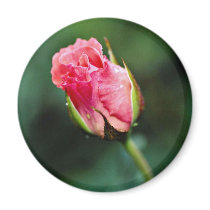 Floribunda 'Pleasure' flowers Fridge Magnets