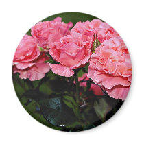 Floribunda 'Pleasure' flowers Refrigerator Magnets