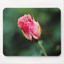 Floribunda 'Pleasure' flowers Mousepads