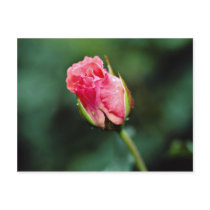 Floribunda 'Pleasure' flowers Postcard