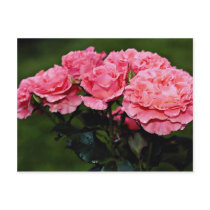 Floribunda 'Pleasure' flowers Post Cards