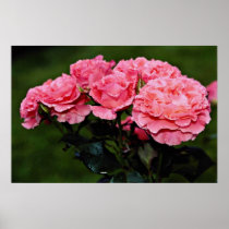 Floribunda 'Pleasure' flowers Print