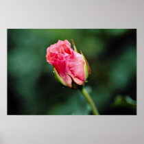 Floribunda 'Pleasure' flowers Print