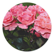 Floribunda 'Pleasure' flowers Sticker