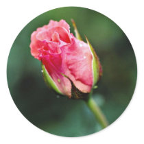 Floribunda 'Pleasure' flowers Round Sticker